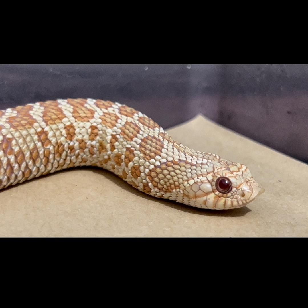 M先生-Reptile🐍