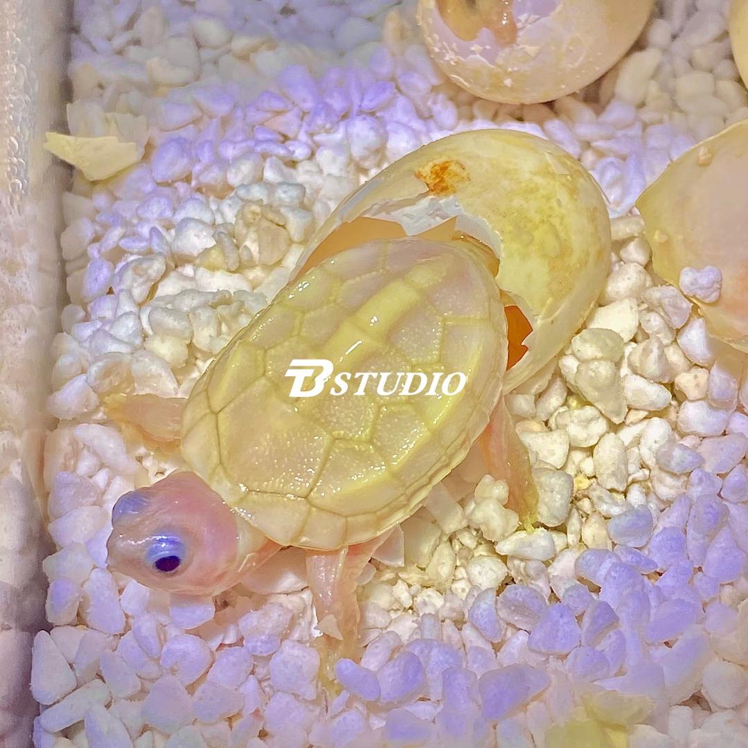 BT家的萌宠龟