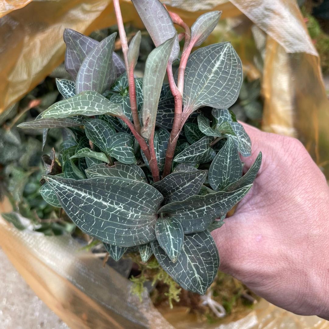 赶山货集的小黄
