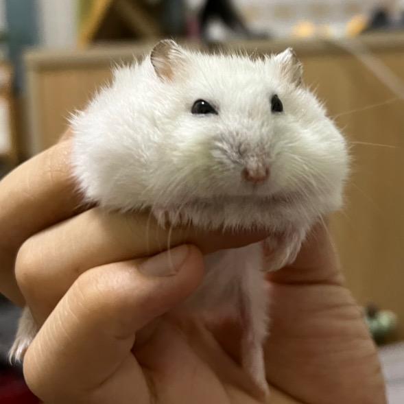 肉丝爱吃鱼