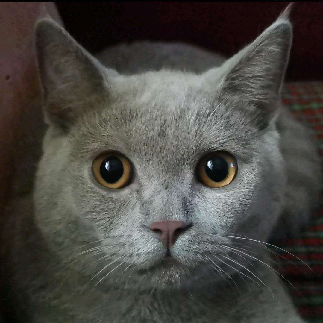 哒嗪不是猫