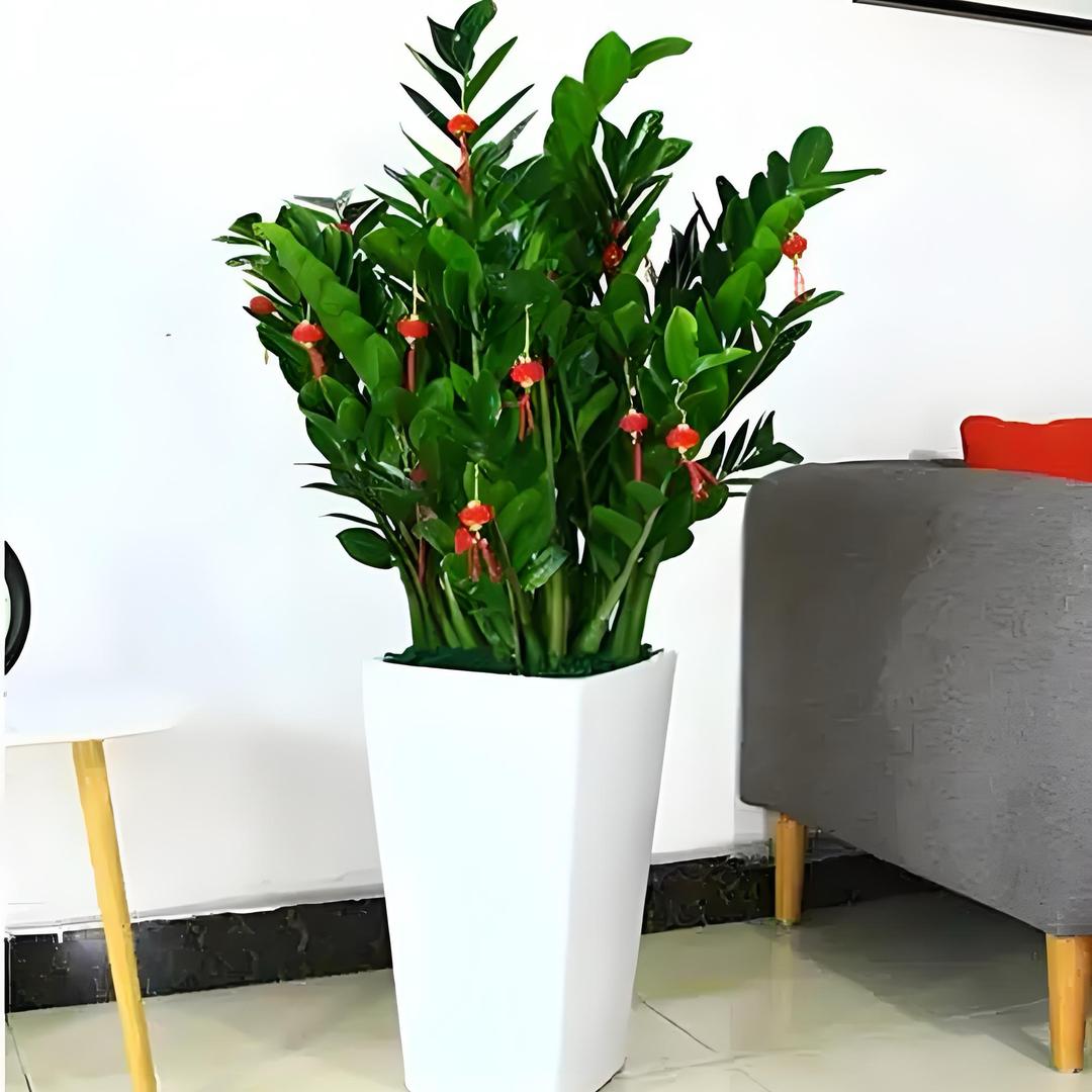 乐乐植物园