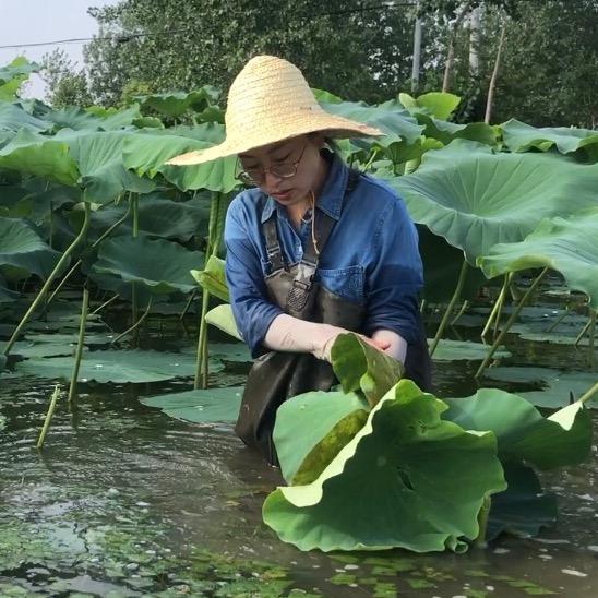 海燕在农村