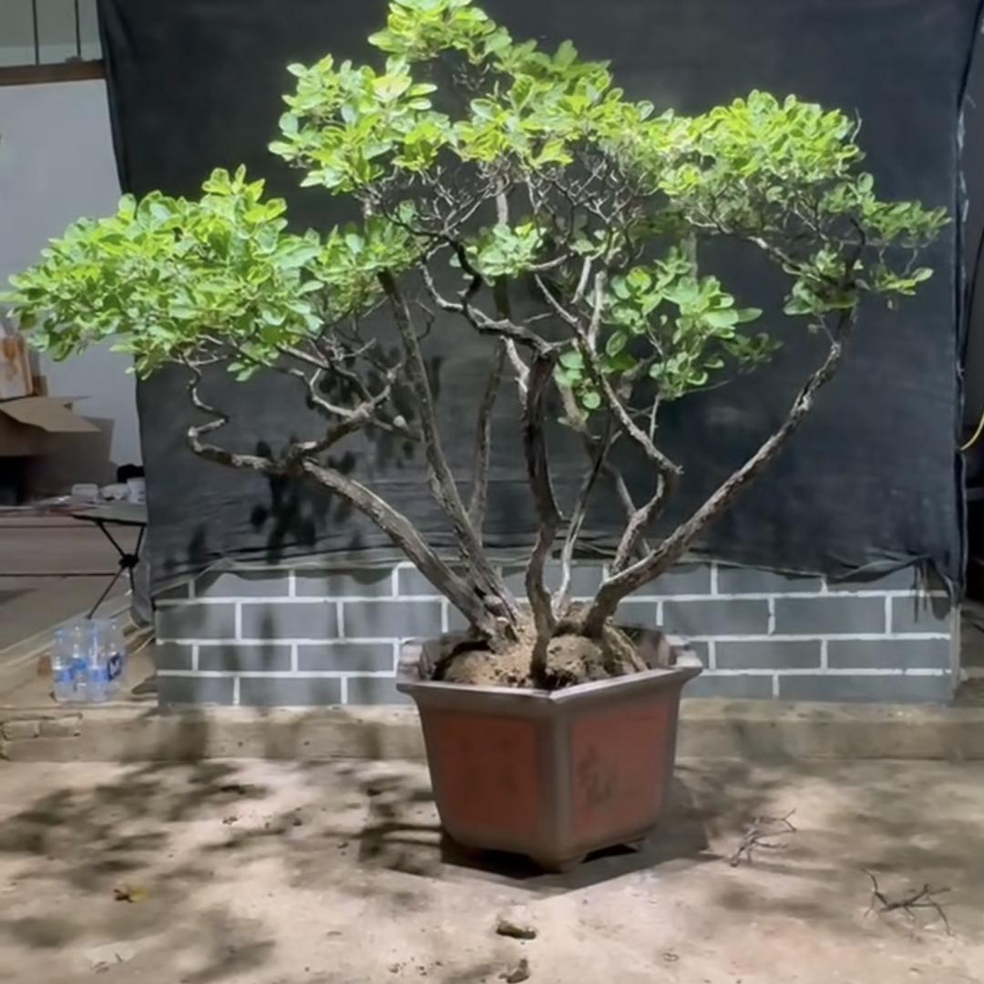 未来盆景