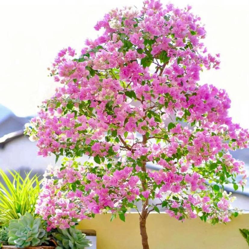 这有间花店(三角梅花卉)