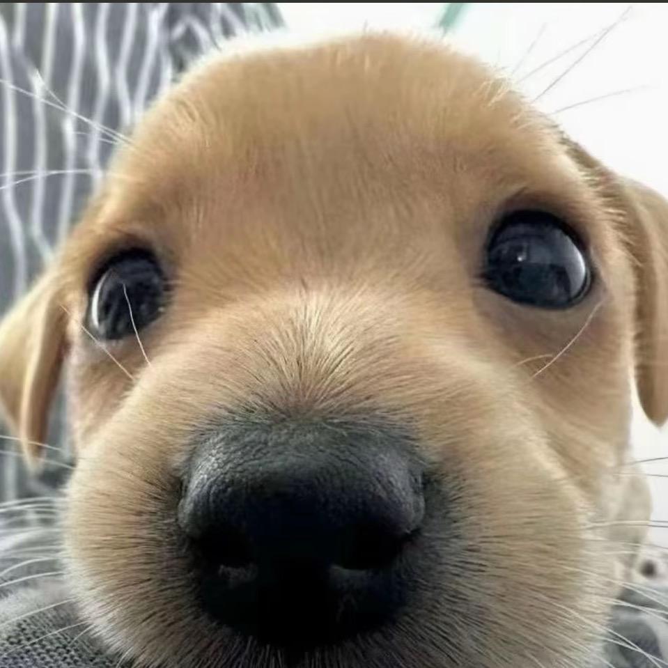 脆弱的狗蛋