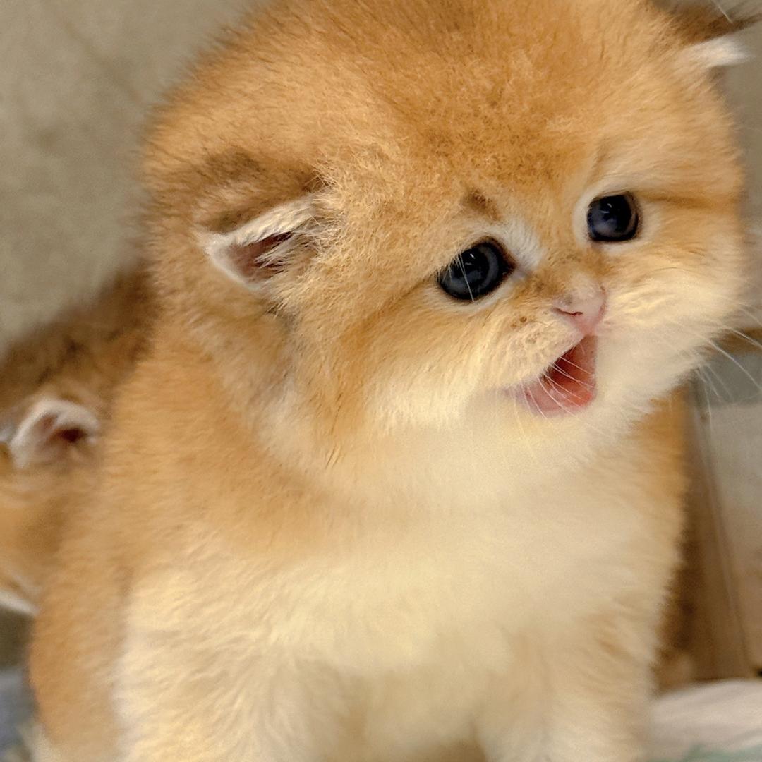 大脸猫宠物直播号