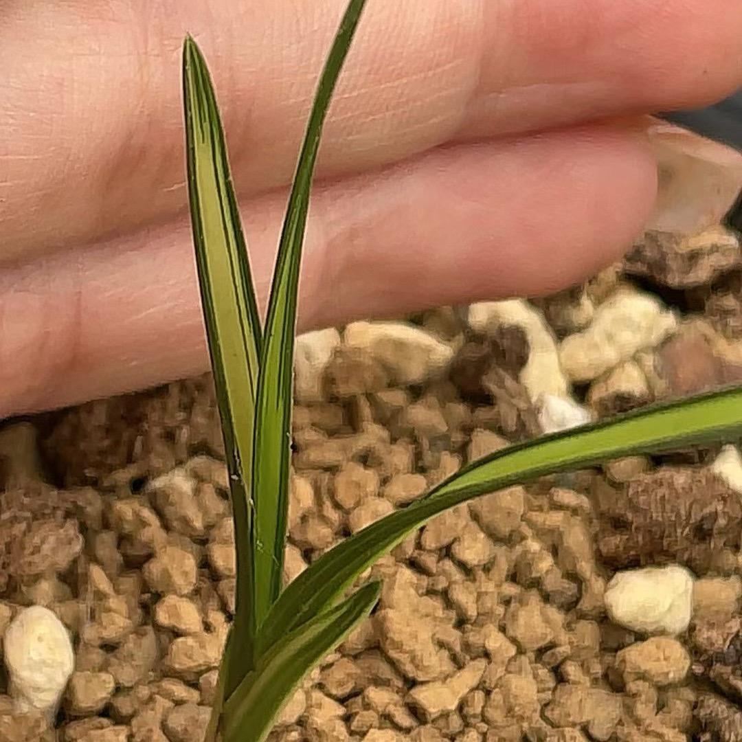 山旮旯里的一颗草