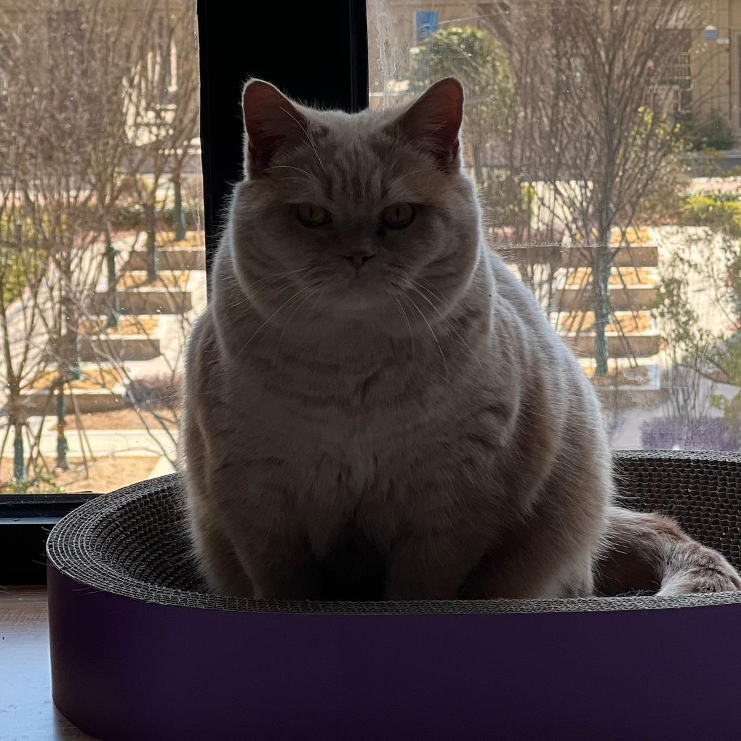 一辆大胖猫
