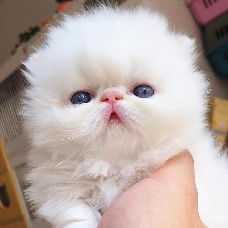 多鱼的小短腿呢