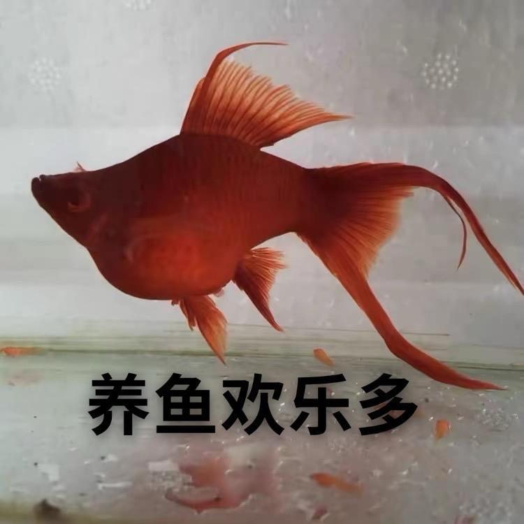 养鱼欢乐多
