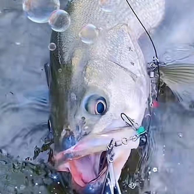 🎀路🐠人🦋渔
