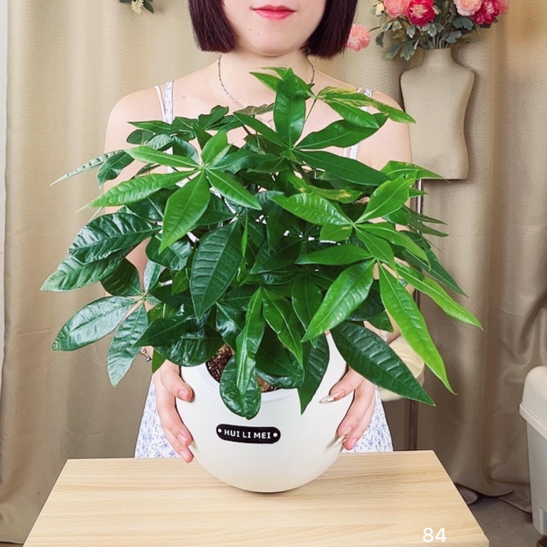 发财树之花雨