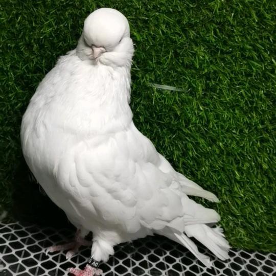 木易观赏鸽