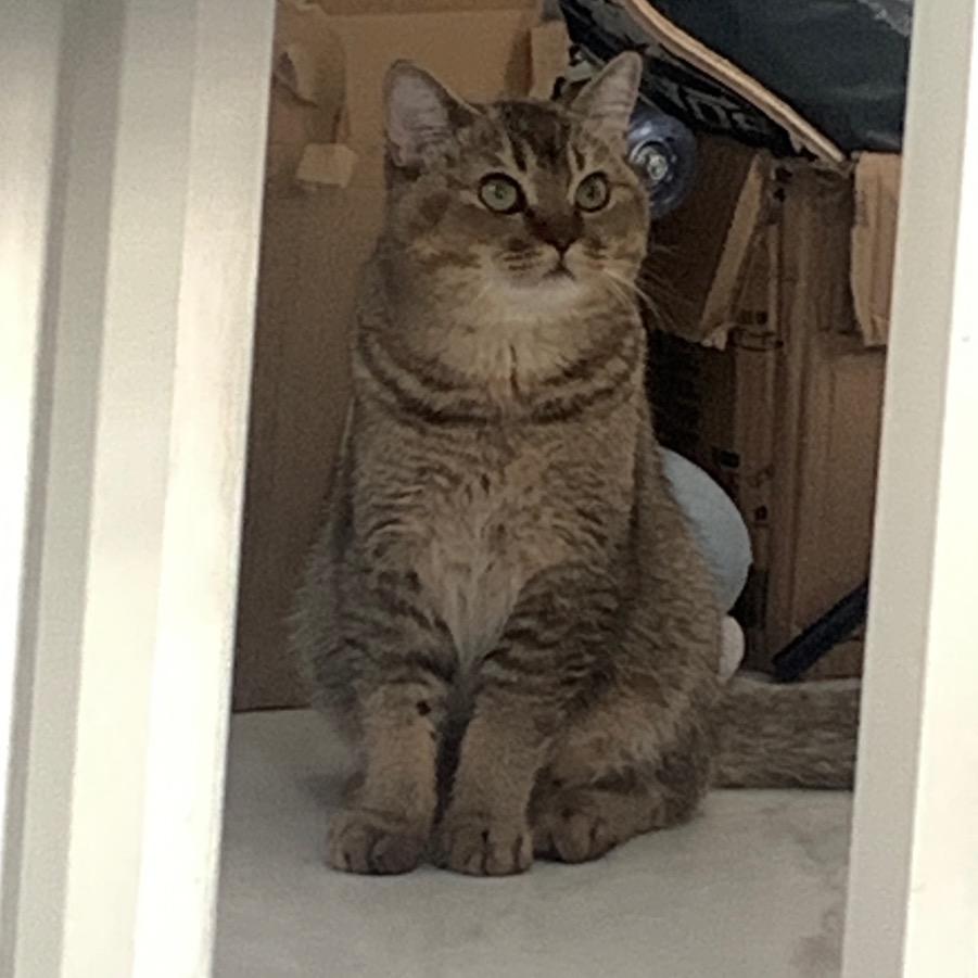 希希是只猫