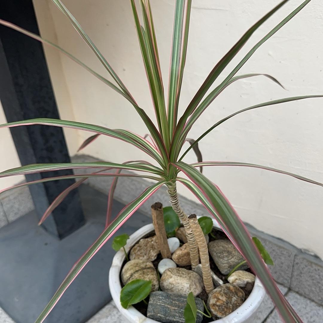 君子坦荡