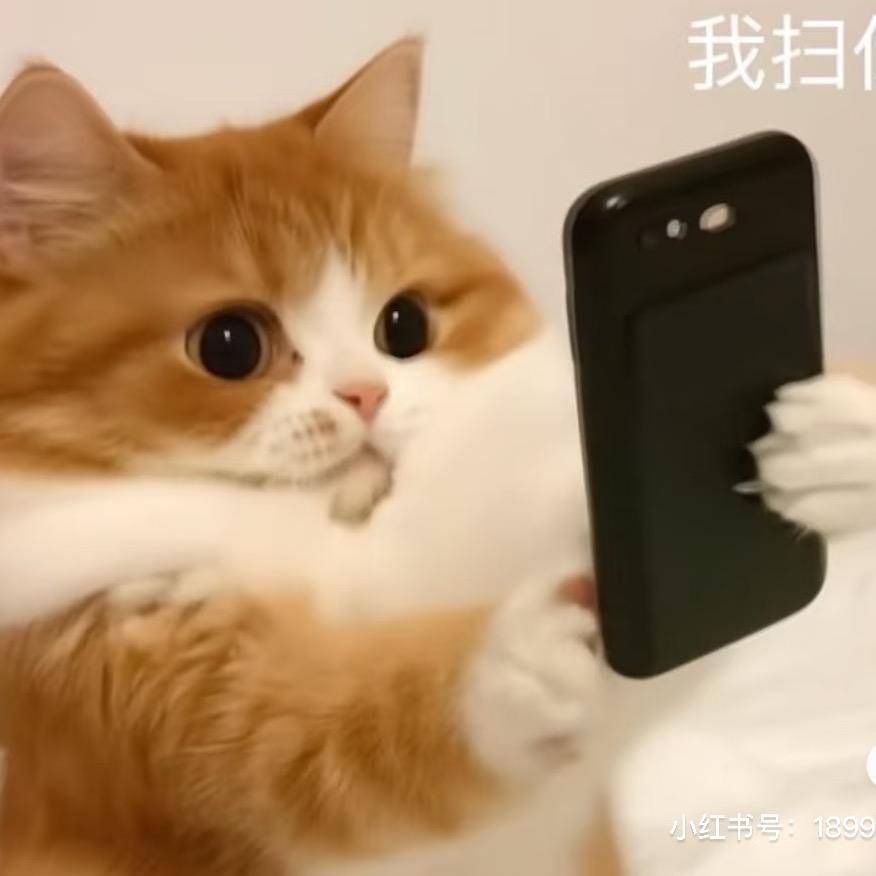 小猫的尾巴೨