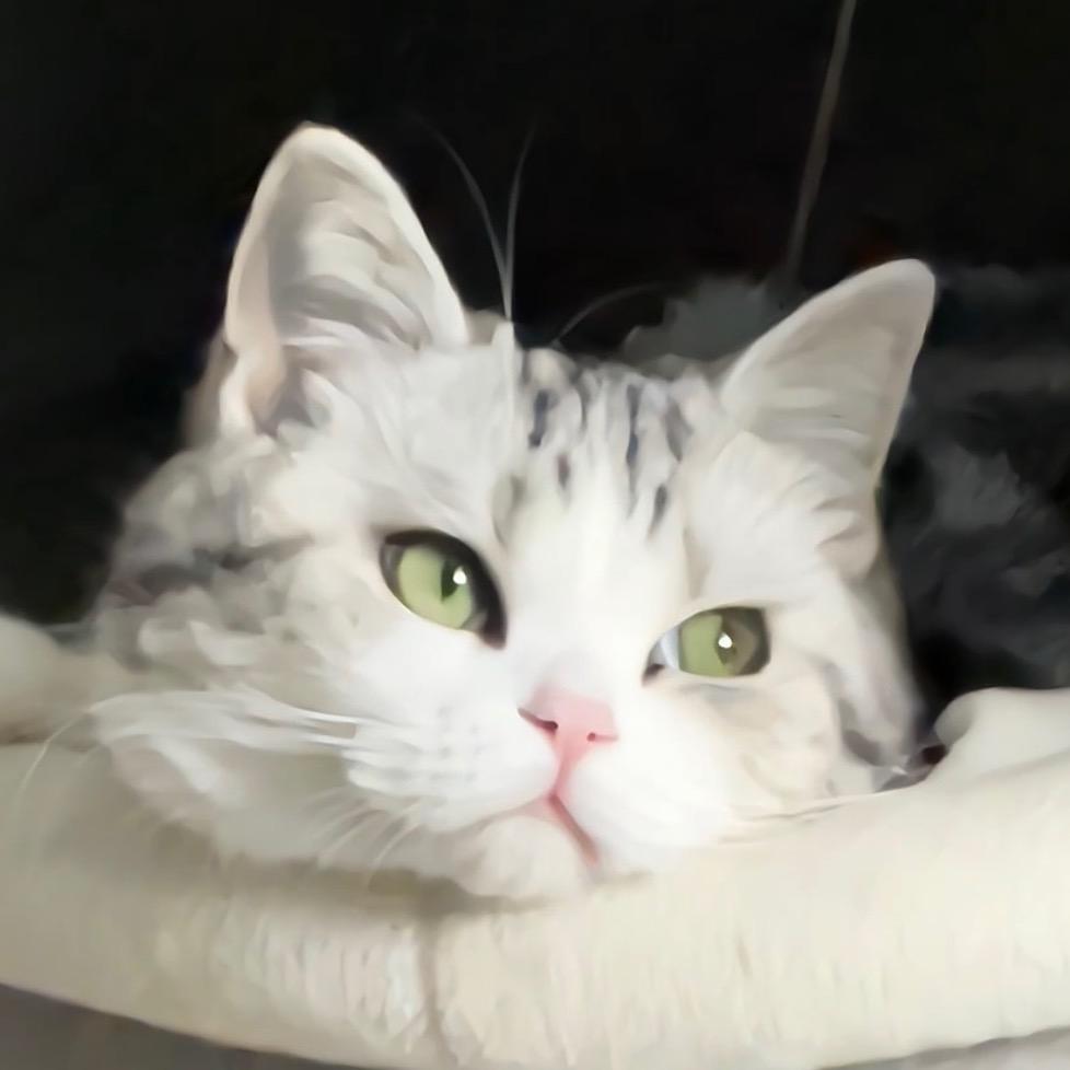 小猪摇摇