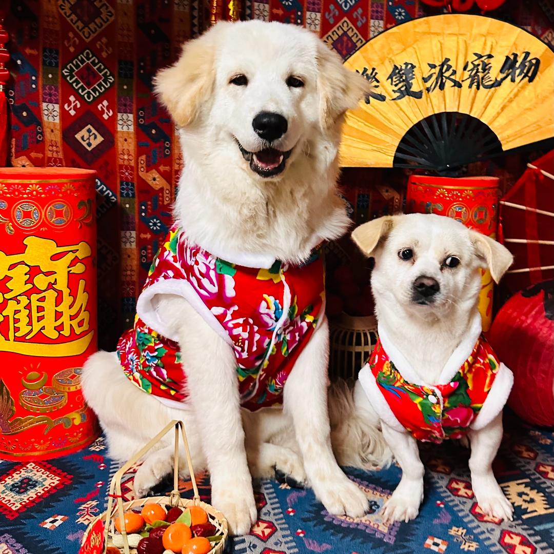 憨憨的金宝🐶