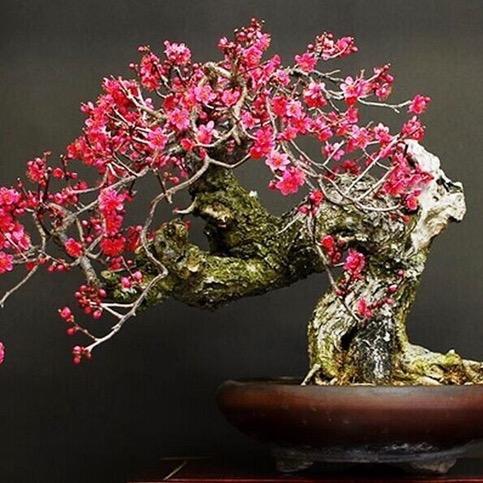 春雅盆景