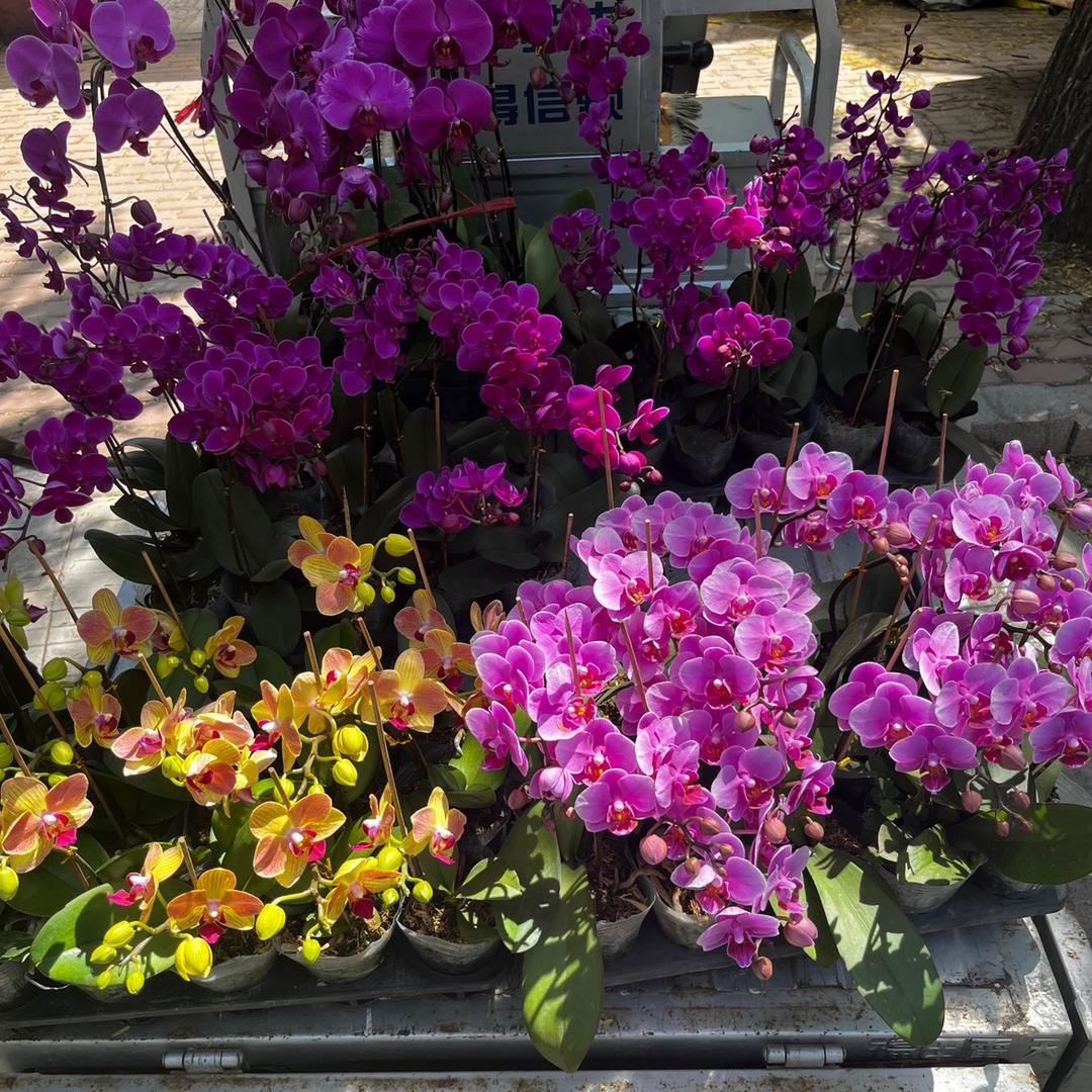 青州市木森花卉绿植