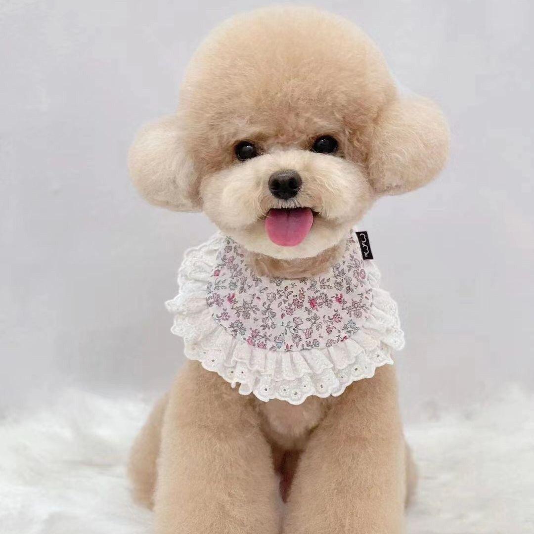 🐻泰迪熊🐻