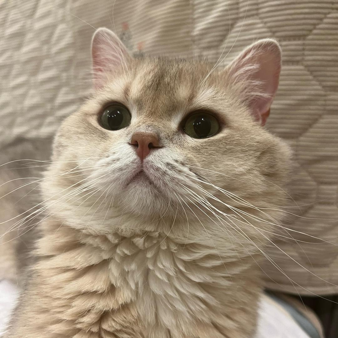 萌萌是只猫
