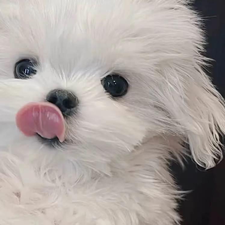 ㅤㅤ糕冷小羊