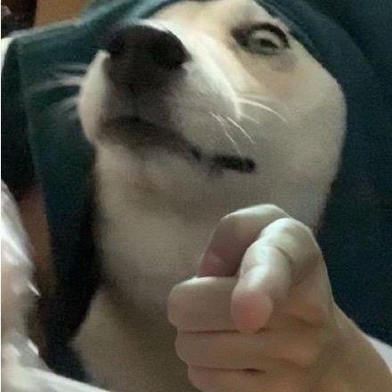 燕麦粉