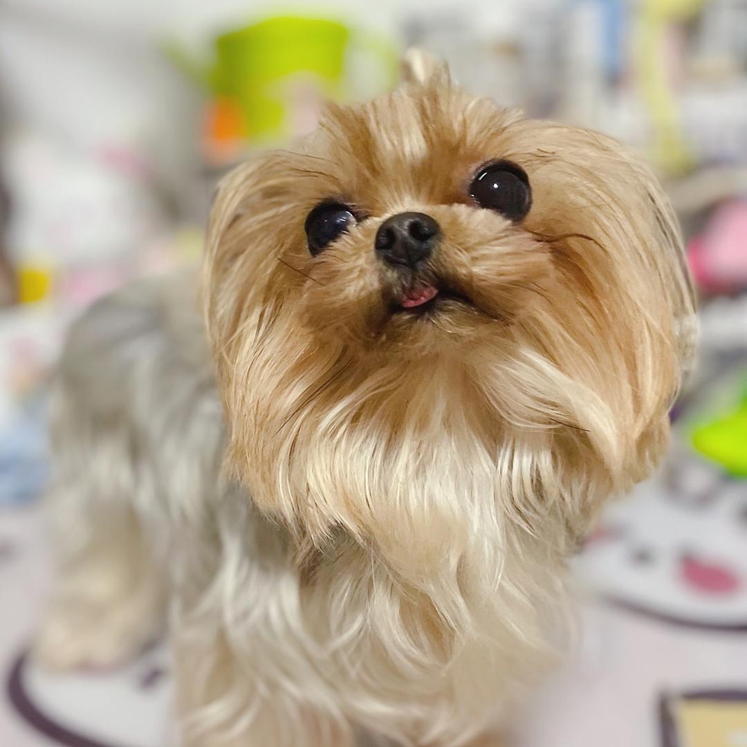 约克夏约不约