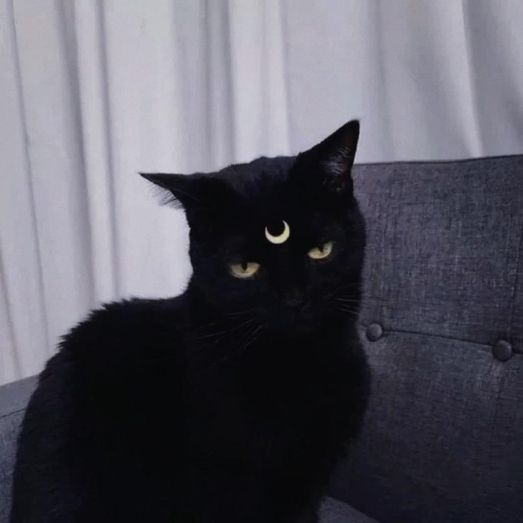 你的貓ོོ🐱