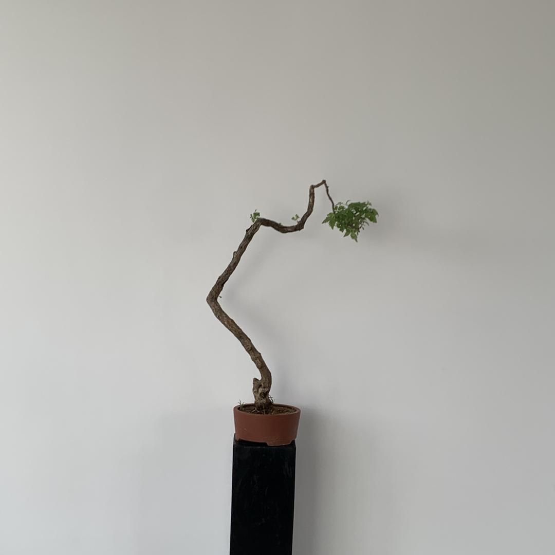 旺宅荆品