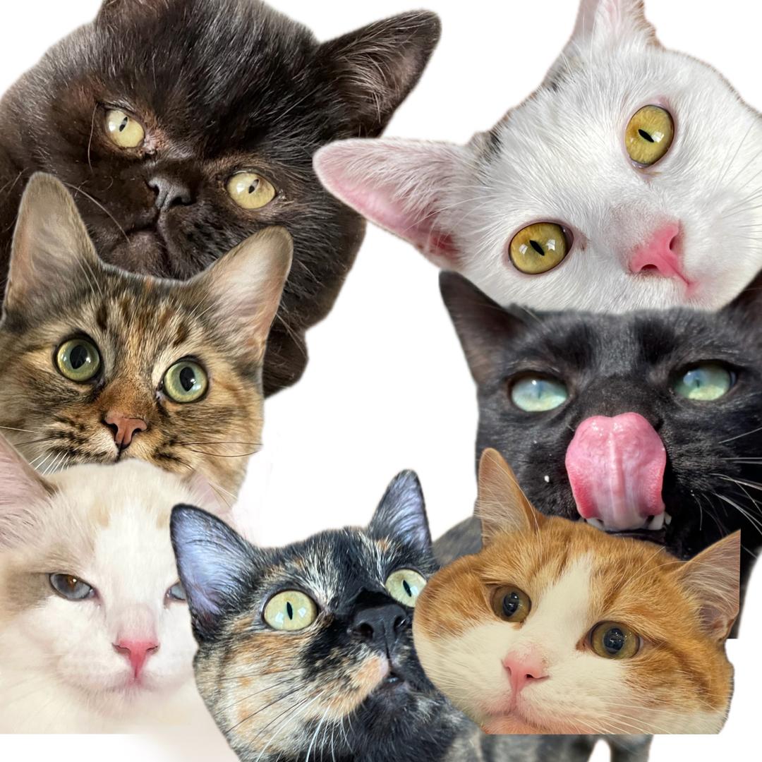 攀子和她的猫