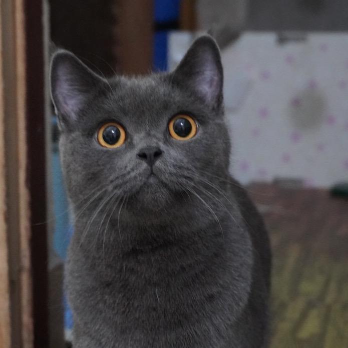 姚千千是只喵🐱