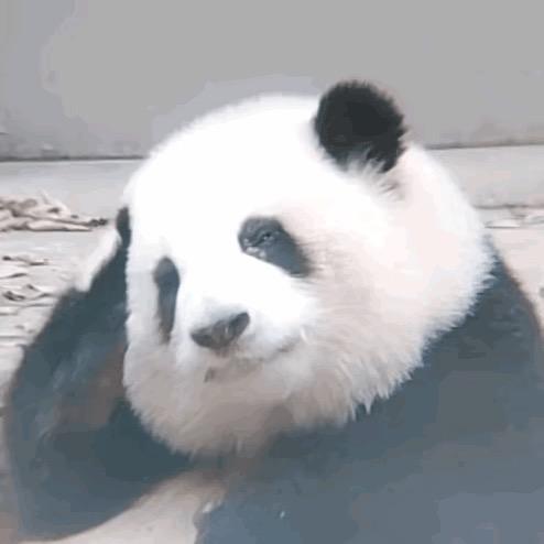 林 子大了