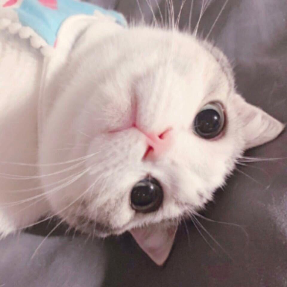 一拳打爆地球