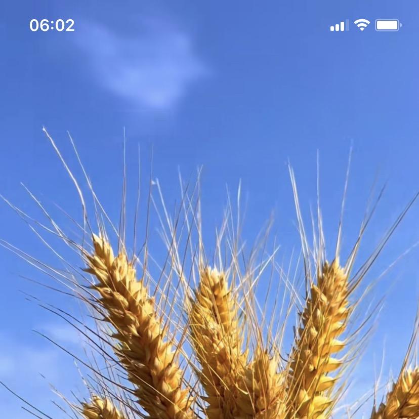 德圣种业厂家