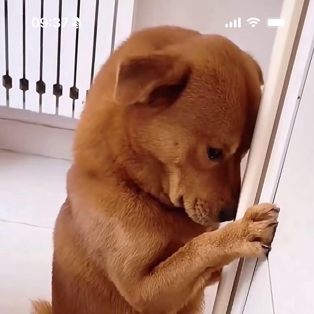 刀哥刀嫂