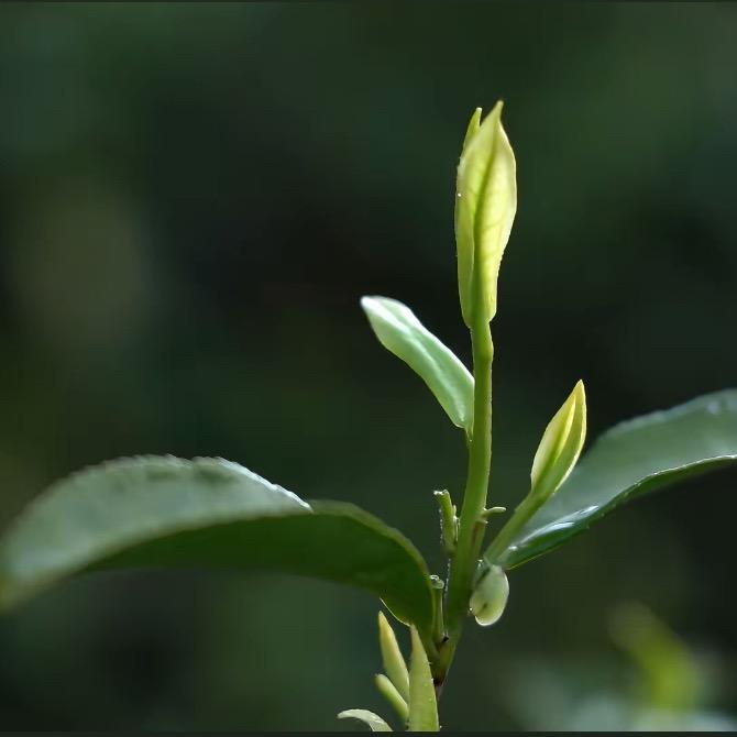 探花六堡茶