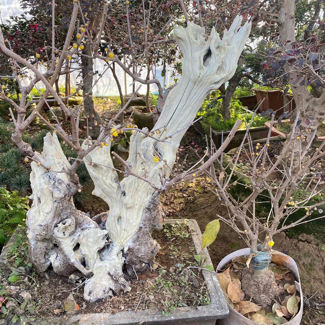 亿人苗木花卉