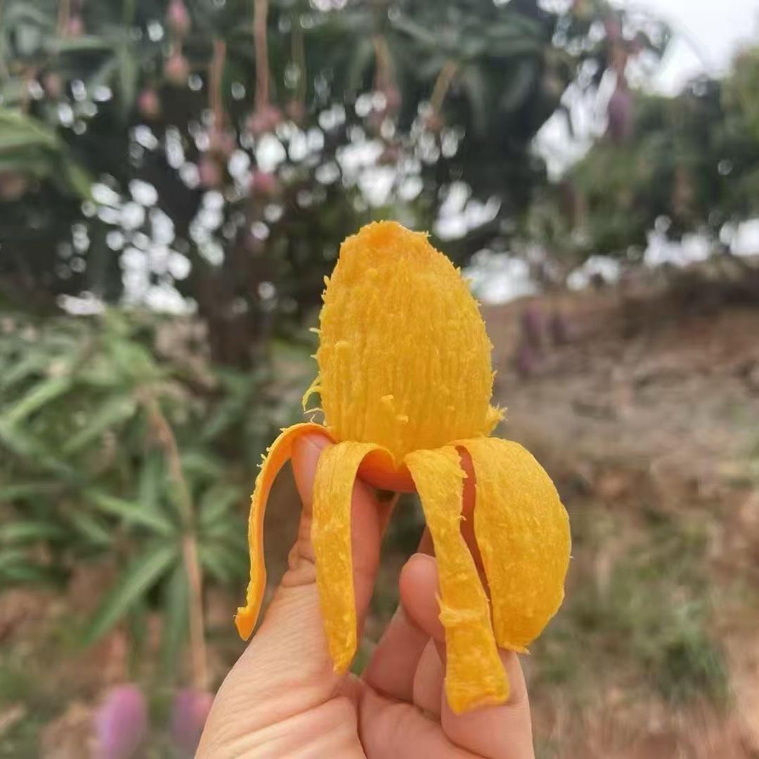 芒果树下的一家