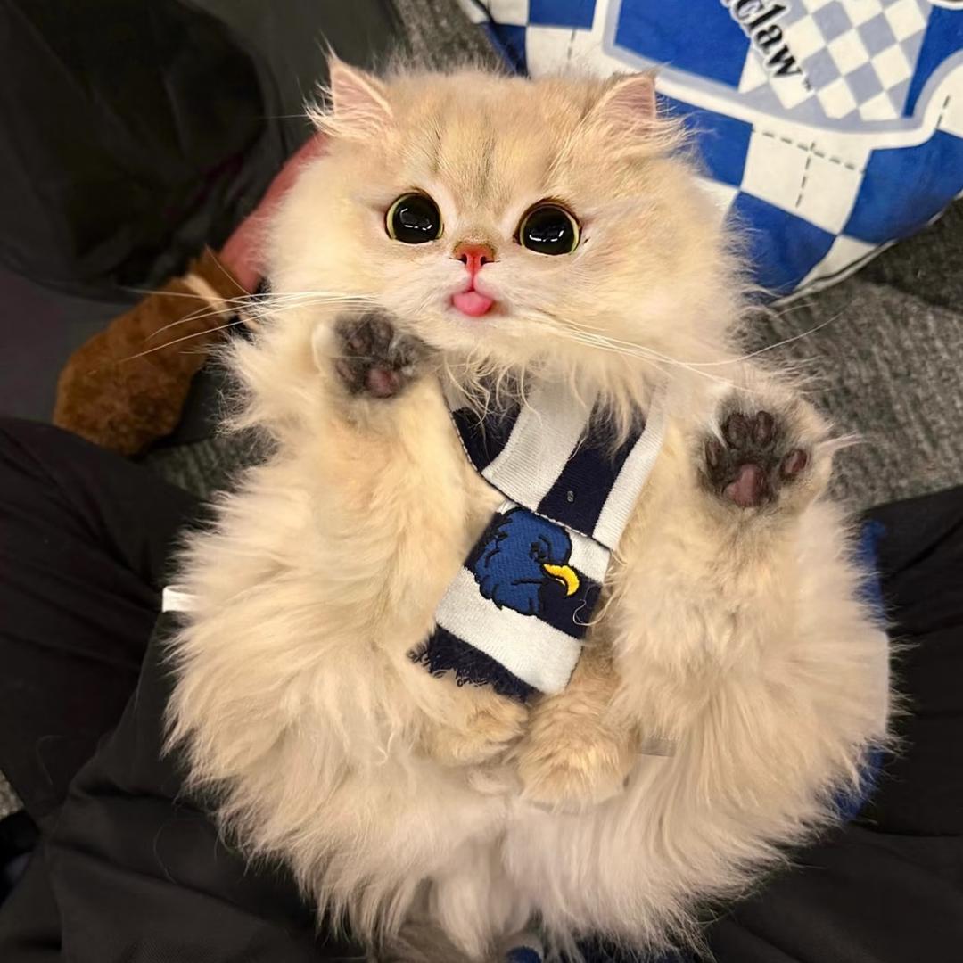 婷婷的猫