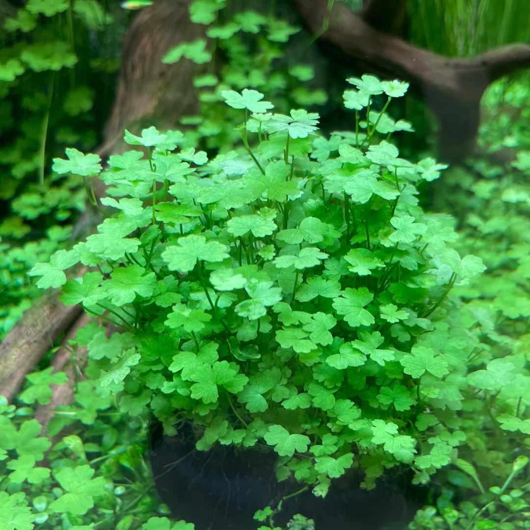 六月水草