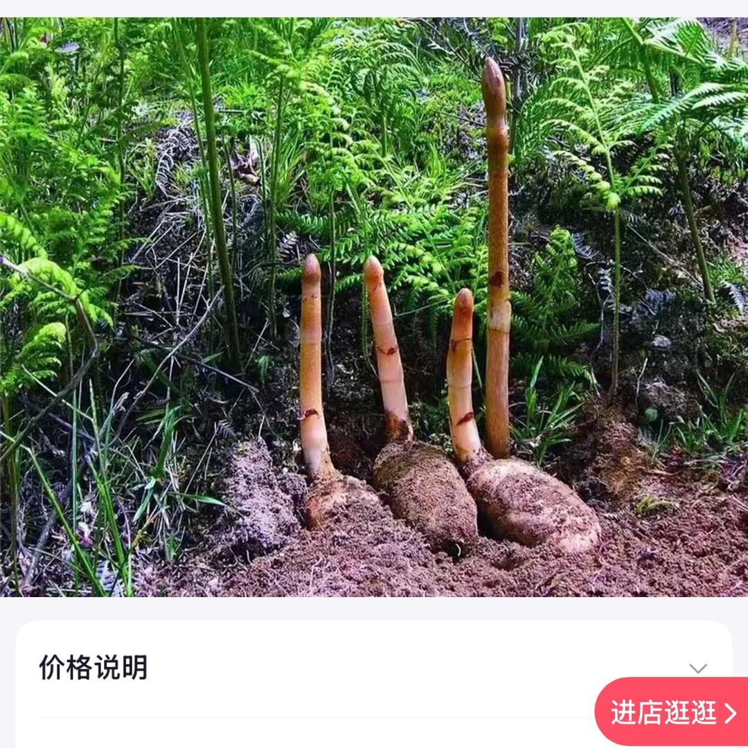 麻博士（优选0代麻仔批发）