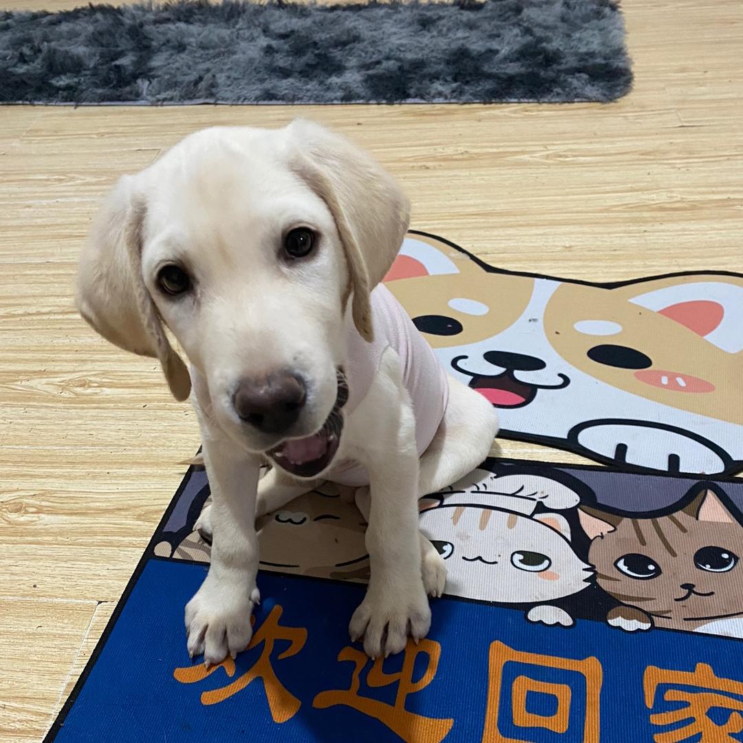 公子小白