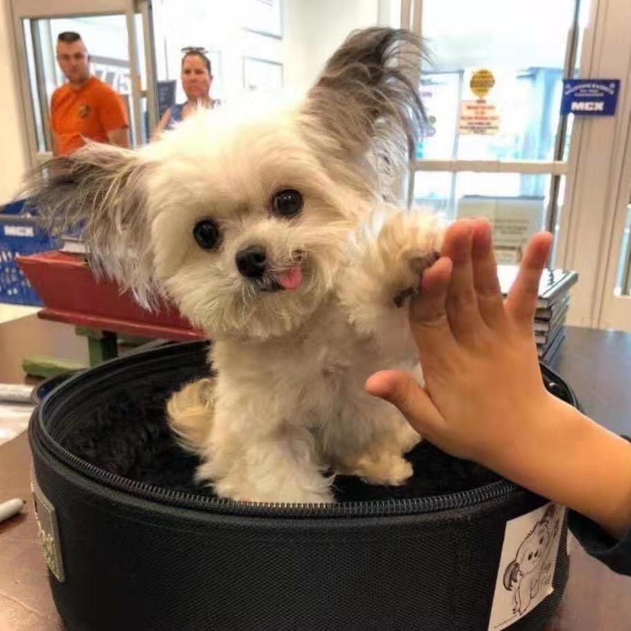 侯哥聊猫说狗