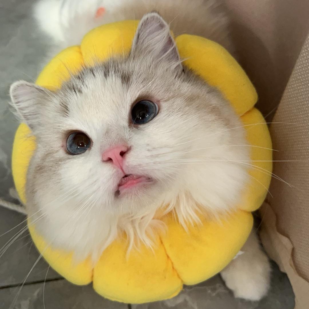 王七夕🍒