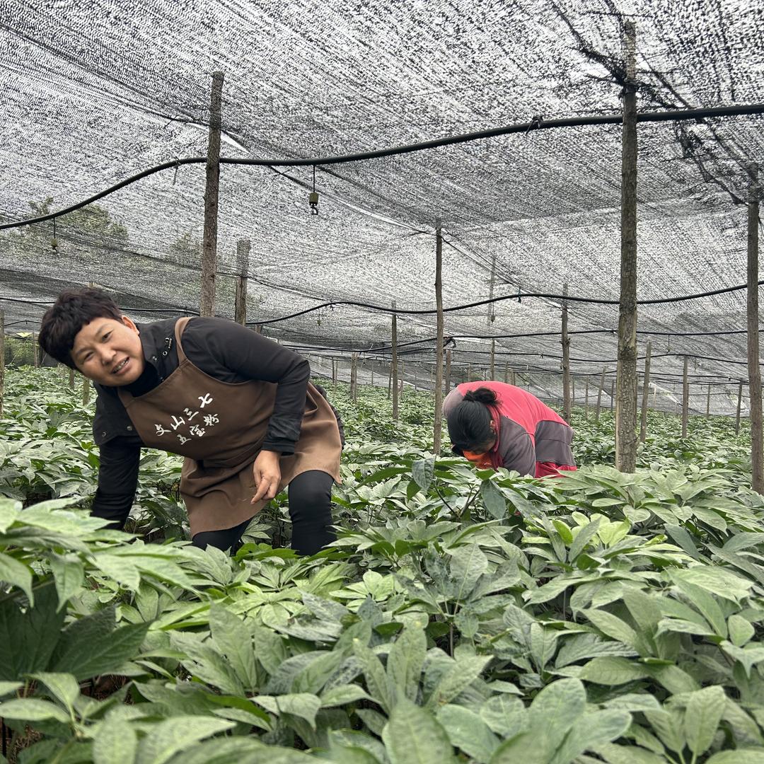 云品出滇滋补甄选