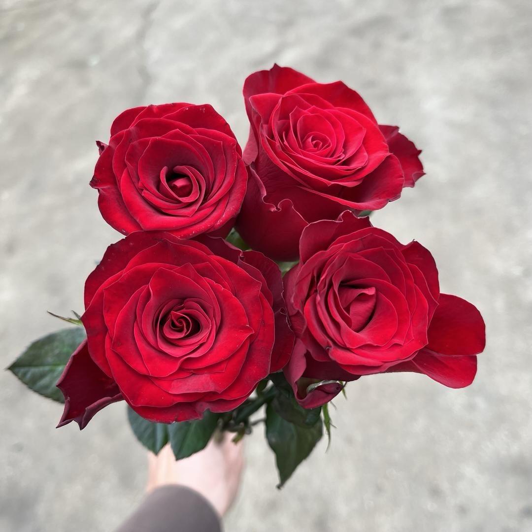 春悦鲜花