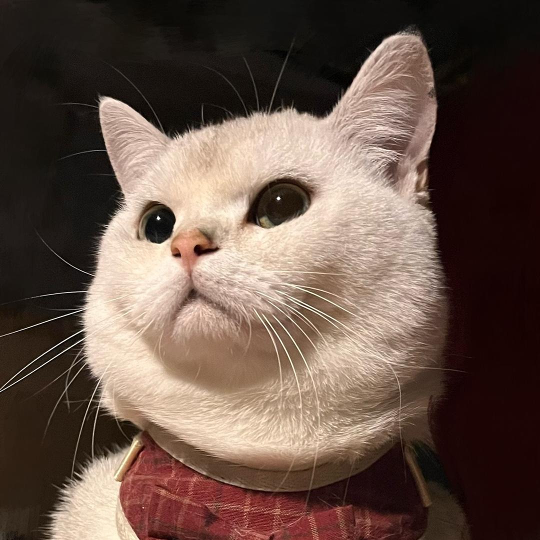 锅仔是只喵🐱